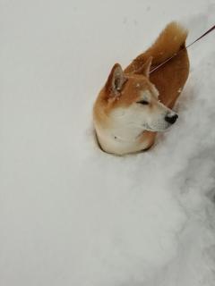 ��ɖ�����邵�΂�񂱂̃T���l�C���摜