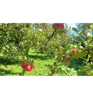 ��������قǂ��ꂢ�Ȍi�F�̃T���l�C���摜