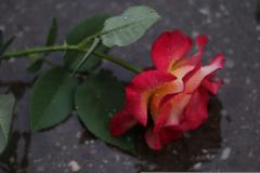 �ˑR�̗����錾�̐^�ӂƏC���̉\���̃T���l�C���摜