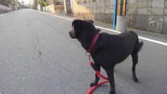 ���[���A�̃Z���X�̃T���l�C���摜