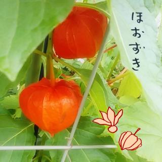 HɂȂĂق̃TlC摜