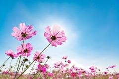 �f�G�Ȍ��t�̃T���l�C���摜