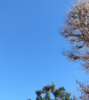 �L���L���̔閧�̃T���l�C���摜