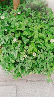 �l�t�̃N���[�o�[�͂Ȃ��K�^�Ȃ́H�̃T���l�C���摜