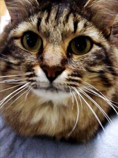 ���ȍm�芴�������Ȃ��Ƃ������Ƃ̃T���l�C���摜