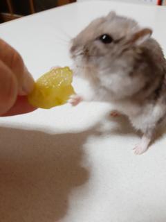 �P��17���@�^���̃T���l�C���摜