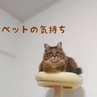 ��͂Ŏ���y�b�g�̋C�����B�ӊO�Ȗ{�����H�̃T���l�C���摜