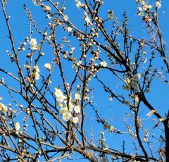 �D�����n���̃T���l�C���摜