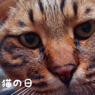 �L�̓��A�����Ɏ�����鎔����̃T���l�C���摜