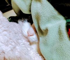 2024�N�̎׋C���P���̃T���l�C���摜