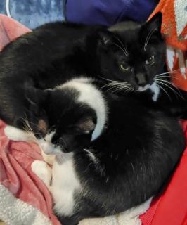 �g�����~�̂������́H�̃T���l�C���摜