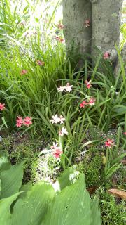 ��ɍ炭�����Ȃ��Ԃ̃T���l�C���摜