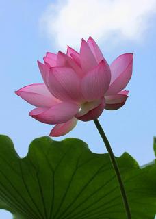 �I���V���i^^�j�̃T���l�C���摜