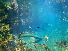 �����̗́I�X�g���X�����̔錍�̃T���l�C���摜