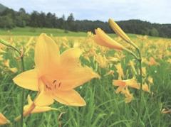 �f�G�Ȍ��t�̃T���l�C���摜