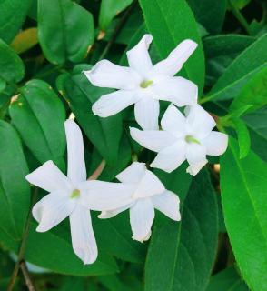 ���肪�Ƃ��D�����̃T���l�C���摜