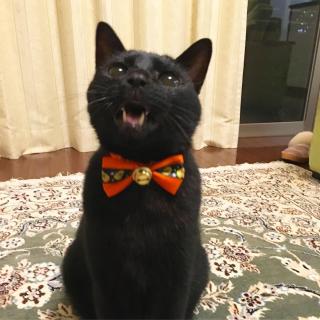 nbs[nEB(*LցM*)̃TlC摜