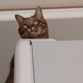 �y�b�g�̖������ʂ͐��I�̃T���l�C���摜