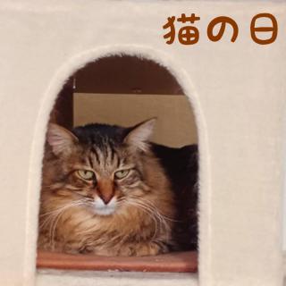 �����͐�����Ƃ��ɐ����I�����͔L�̓��̃T���l�C���摜