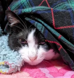 �^���̑�����č��̌q����̃T���l�C���摜