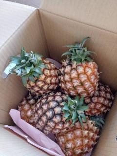 ���C�ɂȂ��I�t���[�c�A�p�C�i�|�[�̃T���l�C���摜