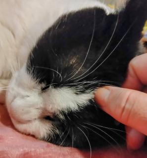 �N���]�ނȂ�̃T���l�C���摜