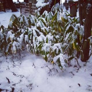 �Y����Ȃ��J���I�P�̃T���l�C���摜