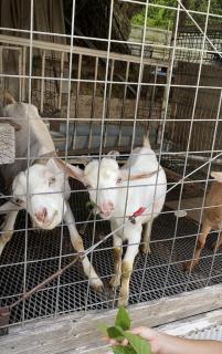 �€����X�s�b�̃T���l�C���摜