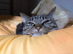 ���߂܂���(^^)�̃T���l�C���摜