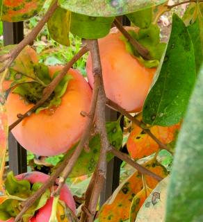 �����̂��肢�c�̃T���l�C���摜