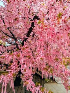 ����ނ��т̖؂̃T���l�C���摜