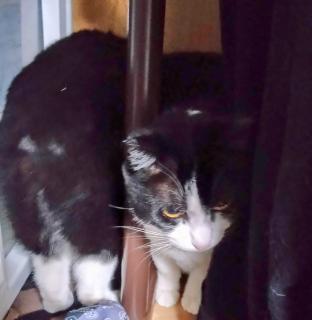 �������Ȃ邨�b���̃T���l�C���摜