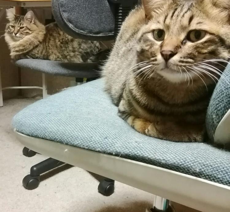 �L�ɂƂ��Ă̈֎q�̖���