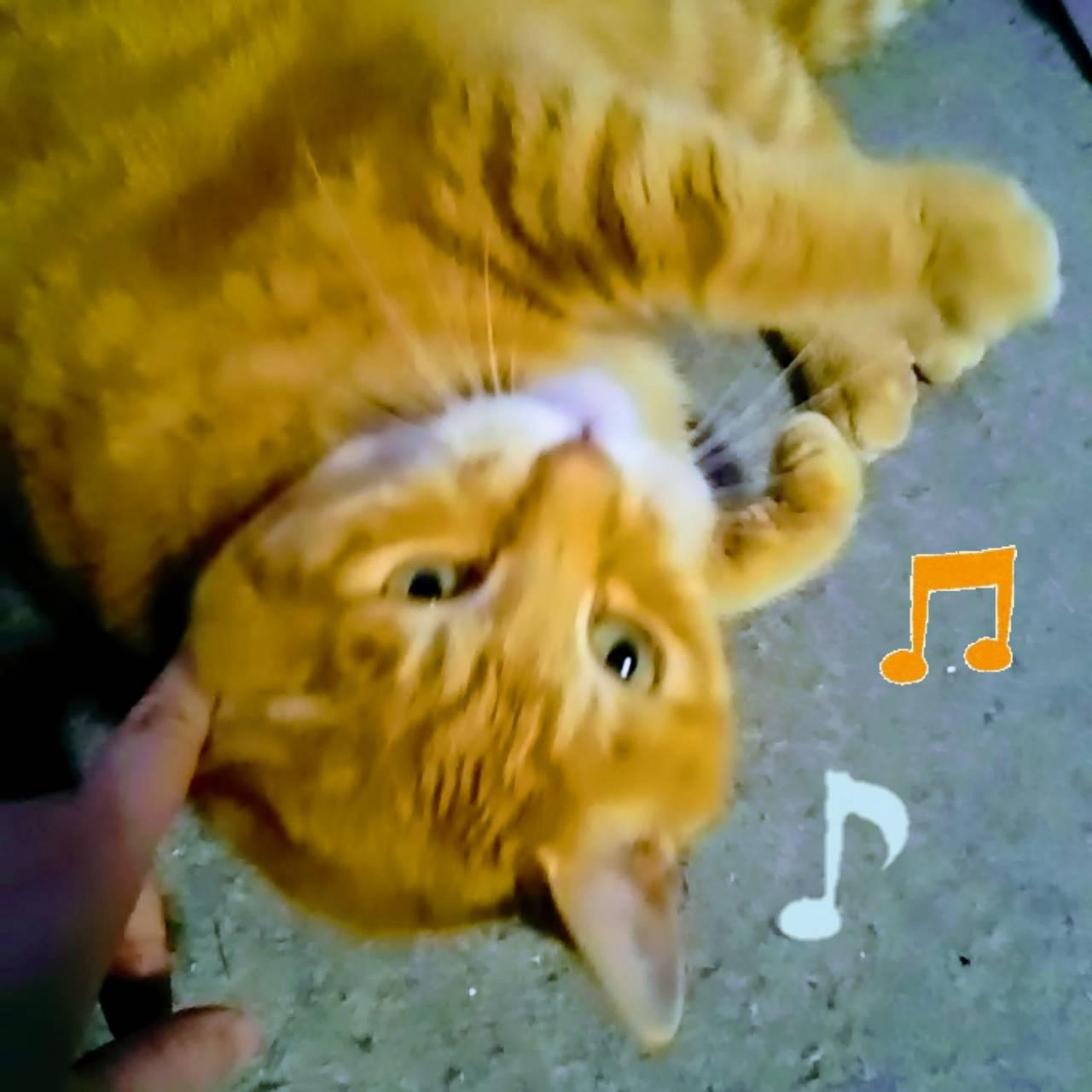 ���킢�����ƔL(�*�U�քU)� 