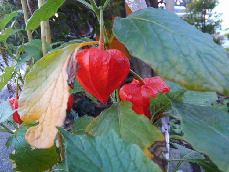 �r���M�����B