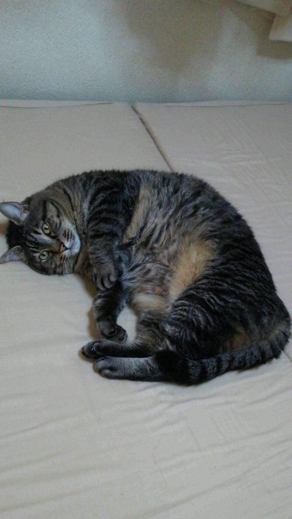 ���̓j�����R���~��