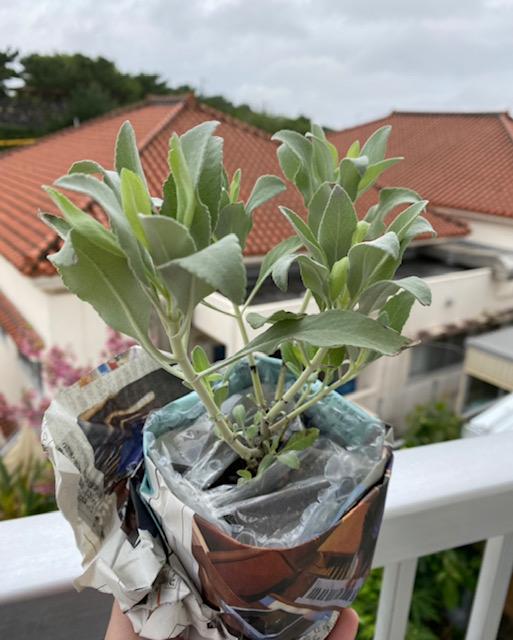 �z���C�g�Z�[�W