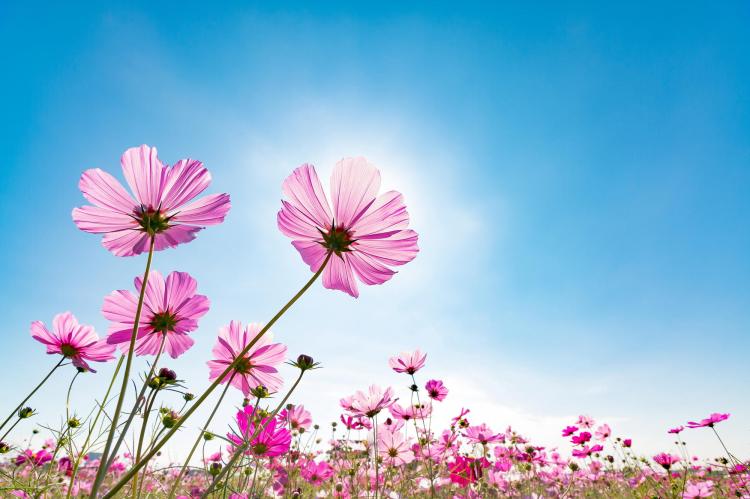 �f�G�Ȍ��t