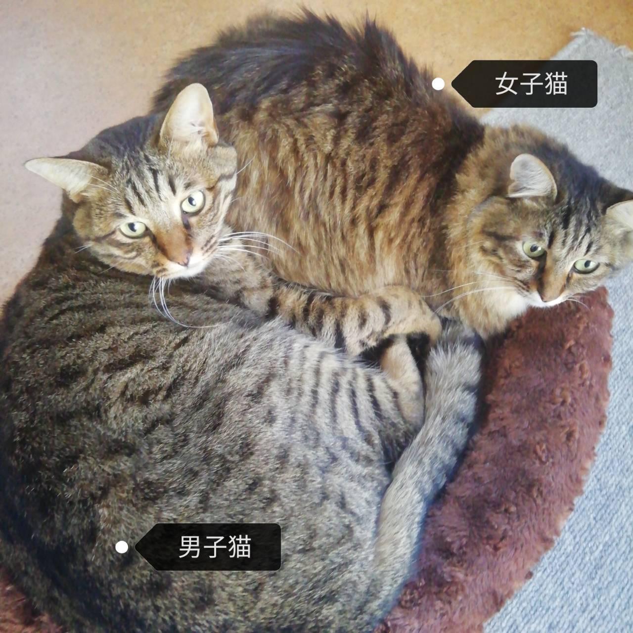 �L����l����j���̍�