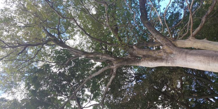 �� �~   (����Ƃ�)