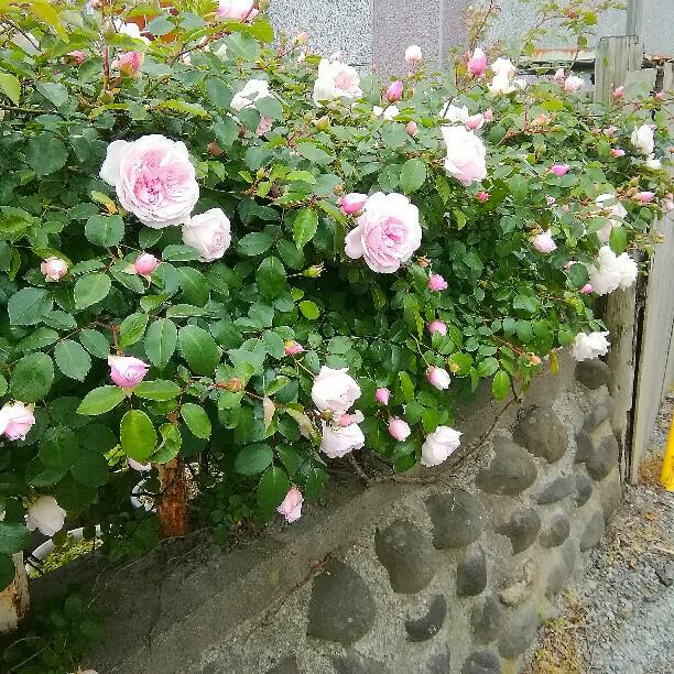 �n�k�͑��v�ł��傤���H