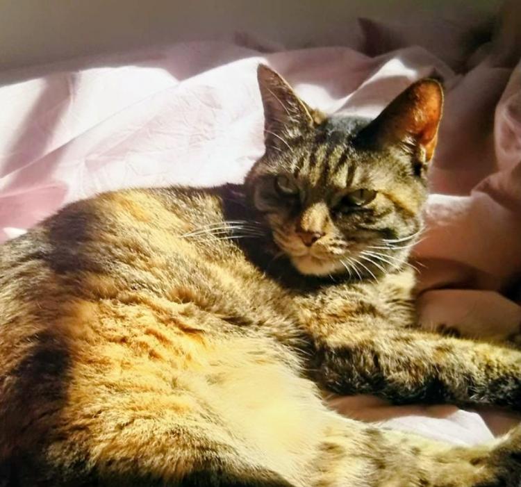 ���̎��オ�Ƃ炷��