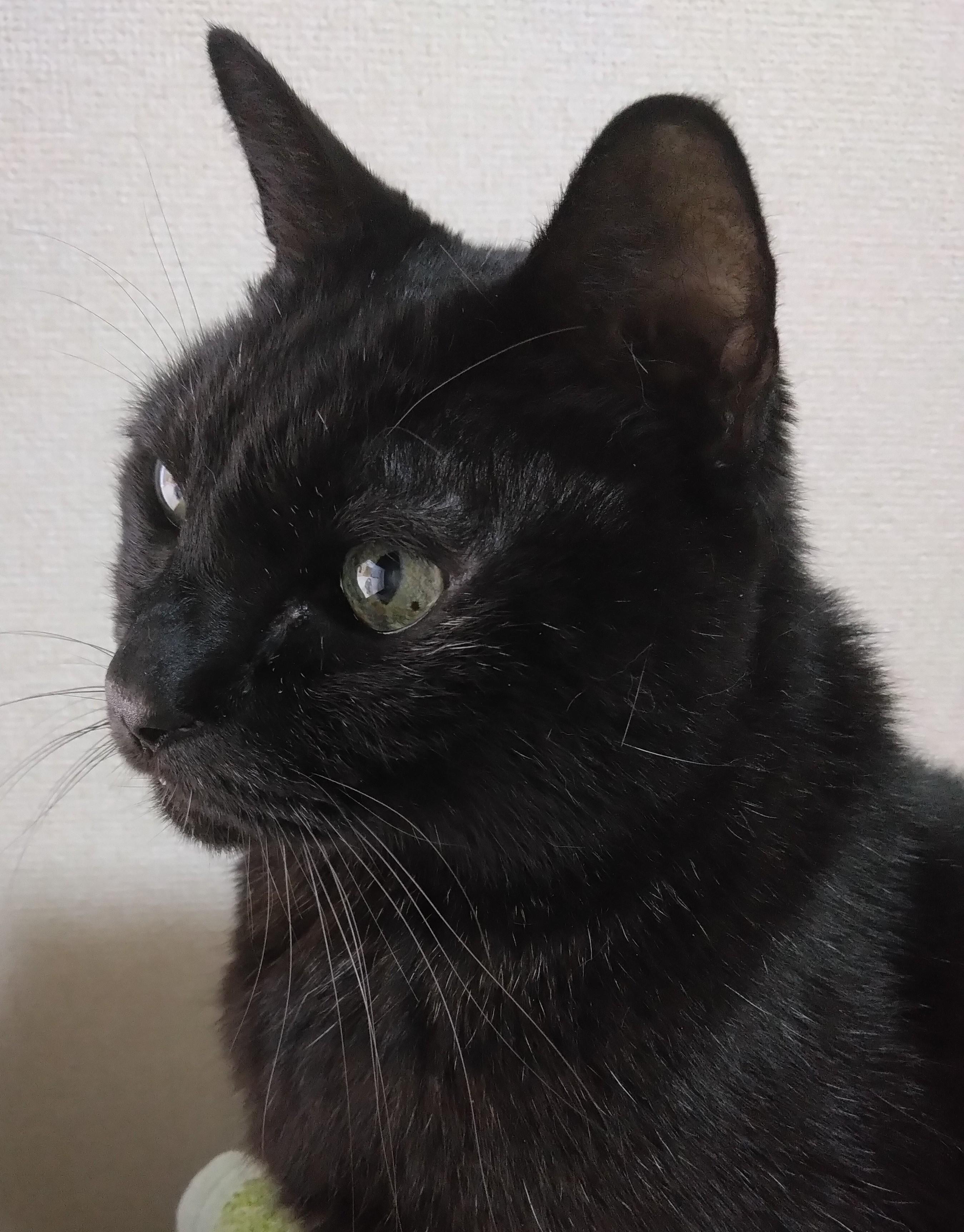 ���̐����u��