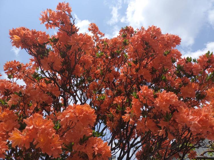 �_�C�G�b�g�`�������W�I2022