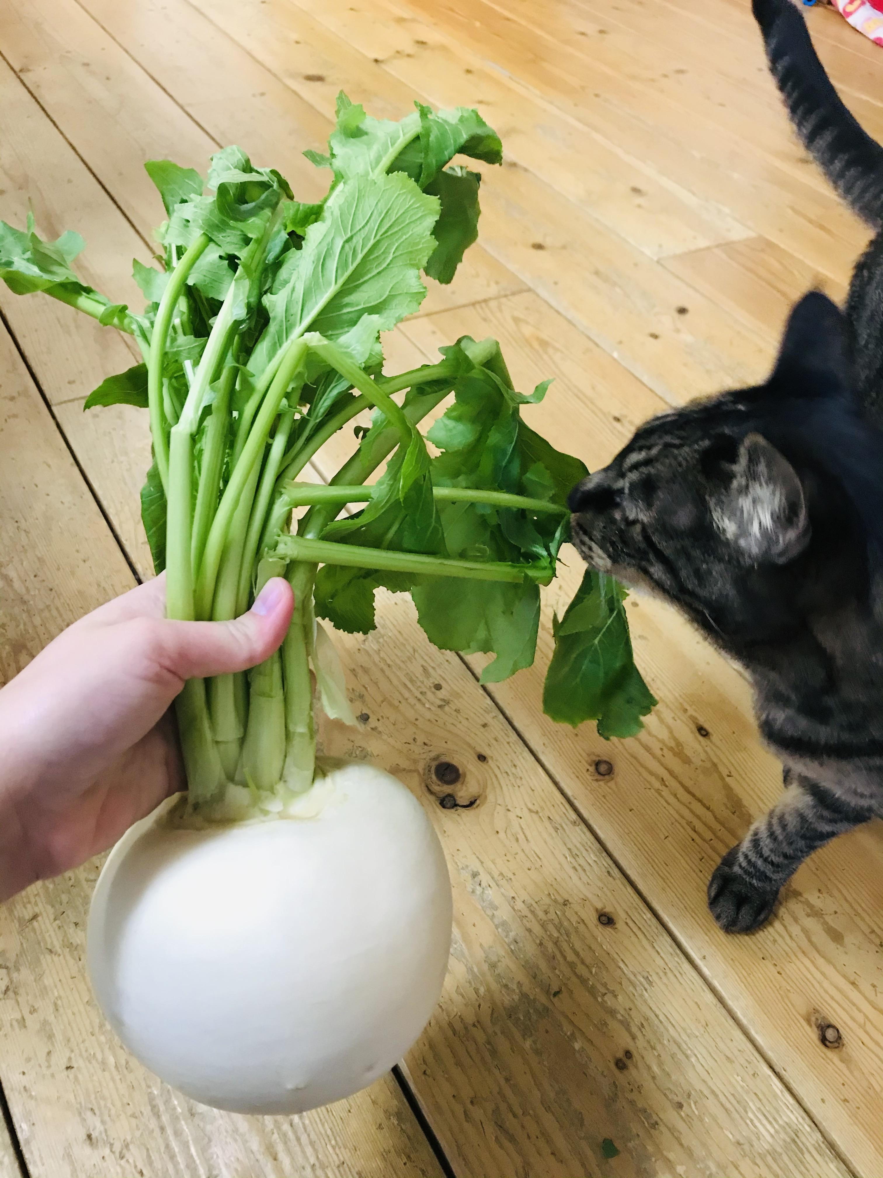 �S�Ƒ̂̂��Ɓw�J�u�x