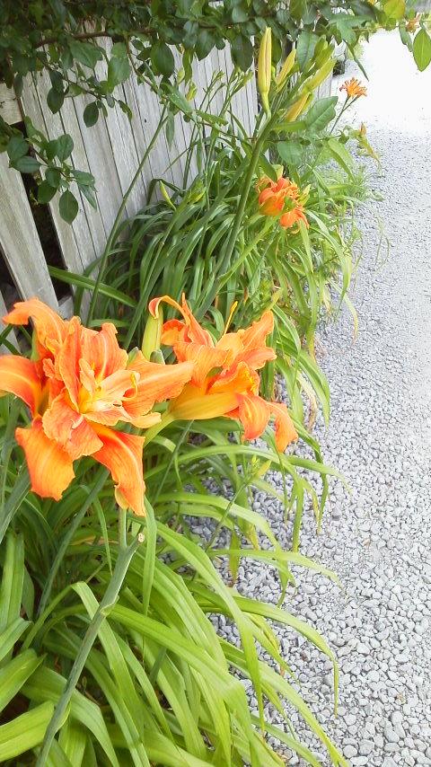 �����͂����̖�������Ȃ��I