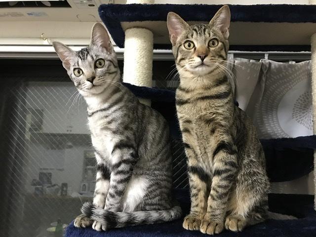 ������M����IR4.1.20����