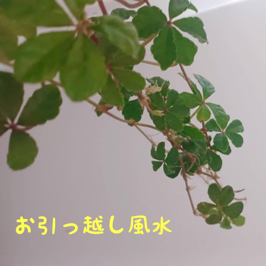 �y�L�b�`���ɗ΁z�肢�t�̈����z�������p