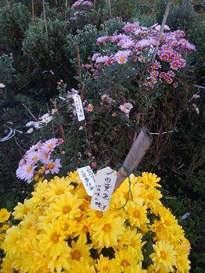 ����H�ׂ�Ȃ�