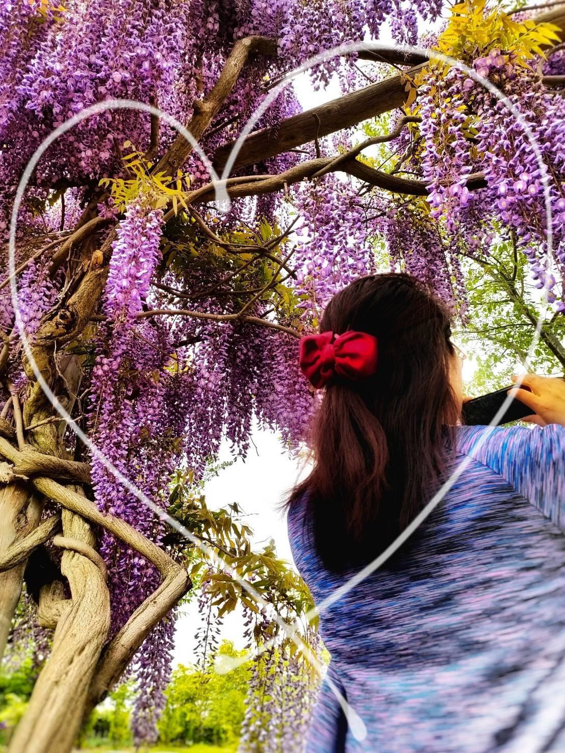 ���̉Ԃ��J�A�L�����A�򉻂̏ے�